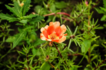 orange portulaca flower, closeup