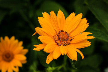 Yellow calendula flowers grow in the garden.  Close-up.
