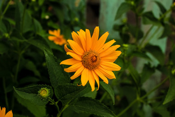 Yellow calendula flowers grow in the garden.  Close-up.