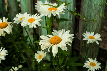 Obraz premium Large white daisies on a green fence background