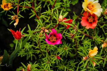 colorful portulaca flowers, closeup