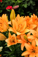 Fototapeta premium Orange Lily flowers grow in the garden