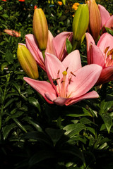 Obraz premium Pink Lily flower growing in the garden. Closeup.