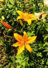 yellow lily flower in the shape of a bell