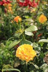 Bud, bright yellow rose.  The flower grows in the garden