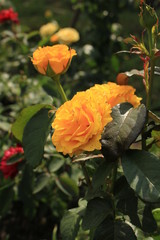 Bud, bright yellow rose.  The flower grows in the garden