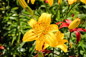 flower of a yellow lily, close-up