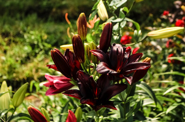 Dark maroon lilies grow in the garden