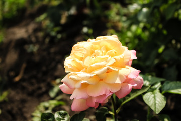 Two-tone rose pink with yellow, growing in the garden