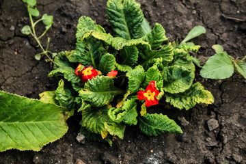  Little red flower Violet grows in the garden