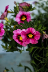 Obraz premium Brightly pink flowers of Petunia