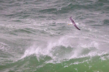 A Western Gull Searches For Food During a Pacific Storm