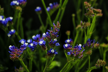 The flowers of Statice blue in colour, growing in the garden