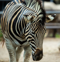 Fototapeta na wymiar Close up zebra in the open zoo, Zoo of Thailand , Zebra in Thailand