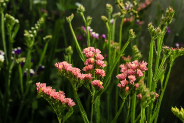 Flowers Statica pink flowers growing in the garden