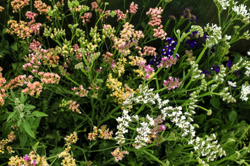 Obraz premium Flowers Statica different flowers growing in the garden