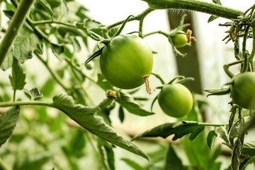 green tomatoes grow in a greenhouse