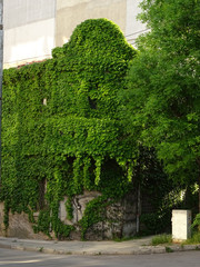 Old Building covered with Green Ivy Leaves