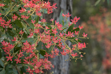 Bright red Christmas Bush flowers - native NSW bush which turns from white to red around Christmas