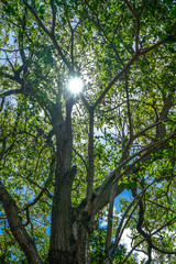 Light passin trough the branches of a young tree