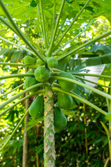 Obraz na płótnie Canvas Bunch of green papaya on the tree in Indonesia