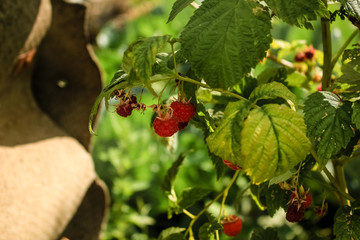 Red, juicy berry raspberries ripe among unripe berries
