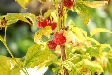 Red, juicy berry raspberries ripe among unripe berries