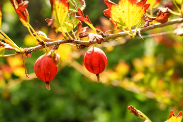 red berries gooseberry, close-up