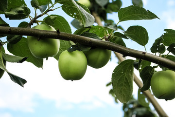 Green apples grow on a tree branch