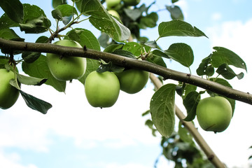 Green apples grow on a tree branch