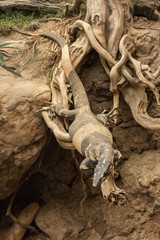 Closeup of Australian Lace Monitor (Varanus varius), about 1.5 metres long