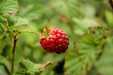 Red berries jemaliny against the background of green leaves of the plant