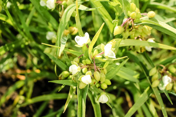 Inflorescence Tradescantia, close-up.