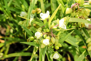 Inflorescence Tradescantia, close-up.