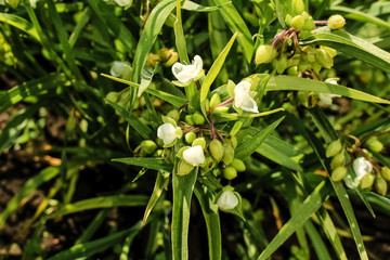 Inflorescence Tradescantia, close-up.