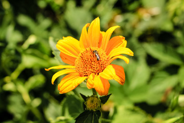 Yellow calendula flowers grow in the garden.  Close-up.