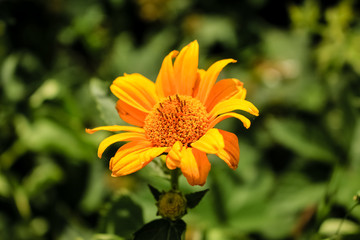 Yellow calendula flowers grow in the garden.  Close-up.