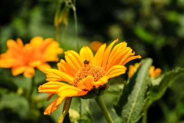 Yellow calendula flowers grow in the garden.  Close-up.