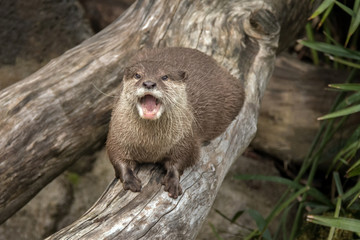 Closeup of Otter (Lutrinae) on a log
