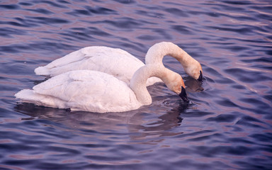 Swans are playing in open water of a lake at early spring time	