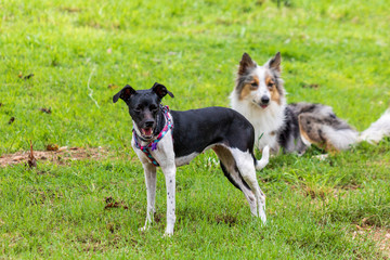 Naklejka na ściany i meble Gray and white border collie and braziliam terrier playing on the green grass