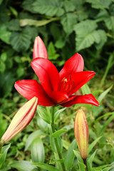 red lilies growing in the garden