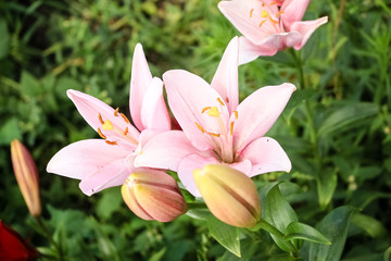 Fototapeta premium Pink Lily flower growing in the garden. Closeup.