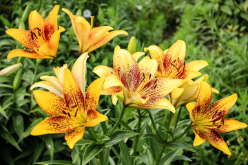 Large Lily flower, yellow with a red center