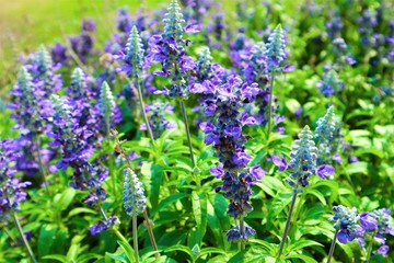 bunch of lavender flowers