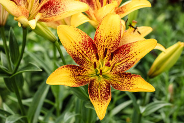 Large Lily flower, yellow with a red center