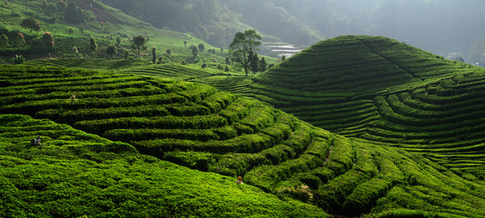 Tea Field Plantation