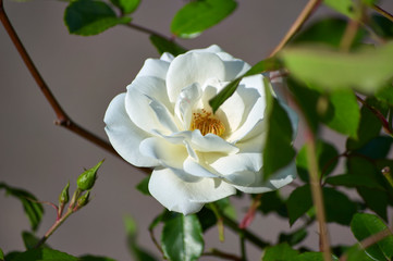 White Flower