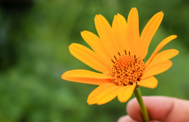 Yellow calendula flowers grow in the garden.  Close-up.