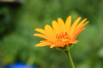 Yellow calendula flowers grow in the garden.  Close-up.